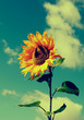 retro vintage sunflower