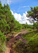 Foto: hiking trail hiking trail