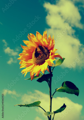Photo: retro vintage sunflower retro vintage sunflower