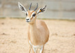 Dorcas Gazelle