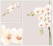 Vektor: Greeting card with orchid. Illustration orhid. Greeting card with orchid. Illustration orhid.