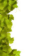 Foto: Collage of vine leaves Collage of vine leaves
