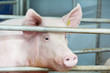 young pig in shed