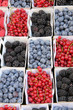 Foto: blue and red berries blue and red berries