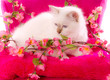 chat sacré de birmanie
