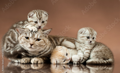 Photo: kittens kittens