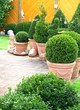 Gartengestaltung mit Buchsbäumen
