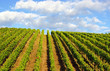 Weinberg mit Himmel