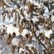 Trockene Buchenblätter im Schnee