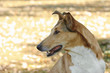 Smooth Collie dog