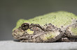 Photo: Narrow focus on eye of bullfrog or frog Narrow focus on eye of bullfrog or frog