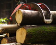 Holzstämme fertig zum Abtransport
