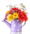 Purple watering can with white polka-dot with flowers isolated