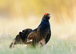Lekking Black Grouse
