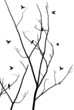 branches with birds