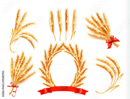 Vector: Ears of wheat. Vector illustration. Ears of wheat. Vector illustration.