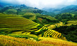 Rice Terraces in  Vietnam