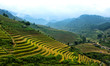 Rice Terraces in  Vietnam