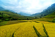 Rice Terraces in  Vietnam