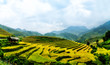 Tarraces Rice filed, Yen bai, viet nam