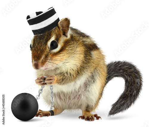 Photo: Funny criminal chipmunk in prison hat Funny criminal chipmunk in prison hat