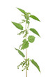 Große Brennnessel (Urtica dioica)