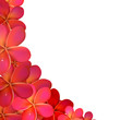 Frangipani Frame With Water Drops
