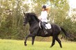Photo: ausreiten ausreiten
