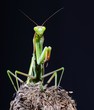 Mantis.