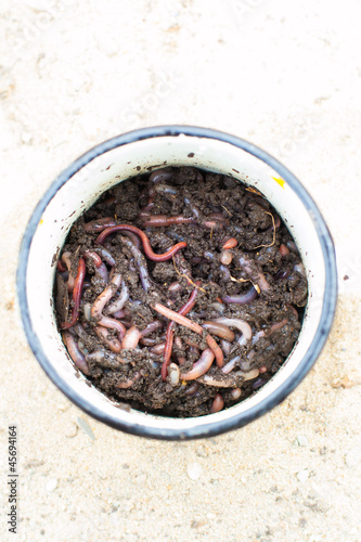 Photo: Red worms in compost Red worms in compost