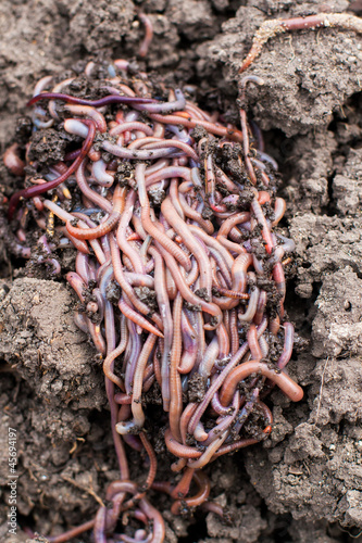 Photo: Red worms in compost Red worms in compost