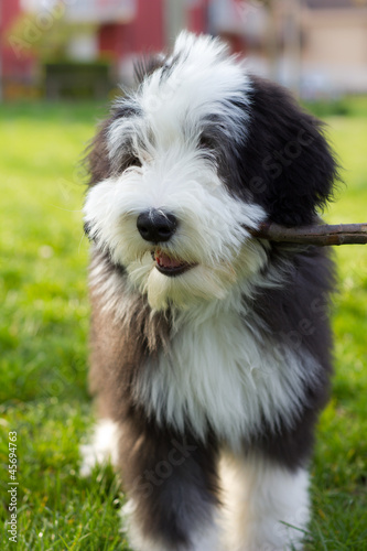 Photo: A bearded collie puppy playing in the park A bearded collie puppy playing in the park