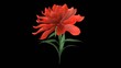 growing rose flower with alpha channel