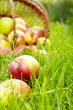 Healthy Organic Apples in the Basket.