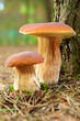 Photo: boletus mushroom in the moss boletus mushroom in the moss
