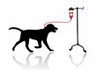 Dog - blood transfusion - isolated