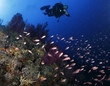 pesci rossi acquario mediterraneo