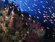 pesci rossi acquario mediterraneo