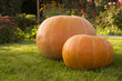 two pumpkins