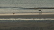 Morning Walk Past a Seagull on the Beach