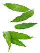mango leaves