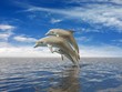 Illustration: Dolphins Dolphins