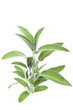 Sage leaves isolated on white