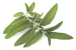 Sage leaves isolated on white