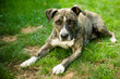 American Staffordshire
