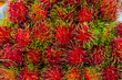 Rambutan on sales