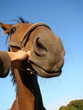 Pferd vor der Linse