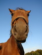 Pferd vor der Linse