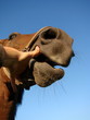 Pferd vor der Linse