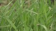 Grass